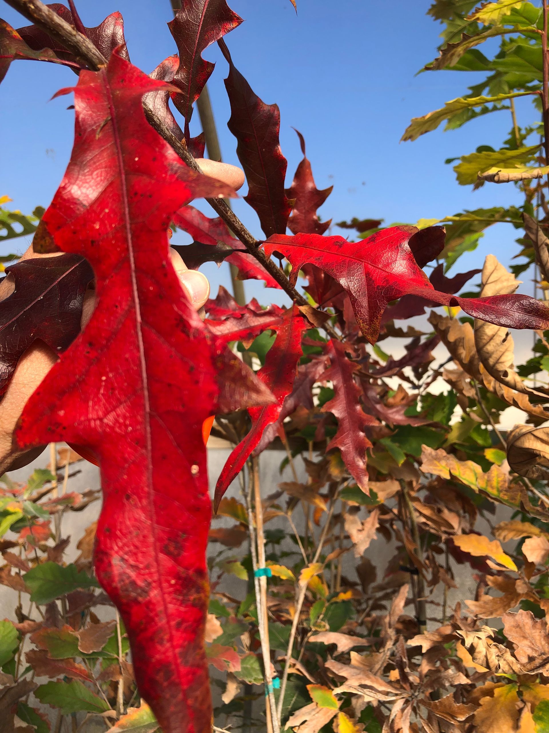 Dry Maroon Leaves โ Dayton, OH โ AAA Tree and Landscaping