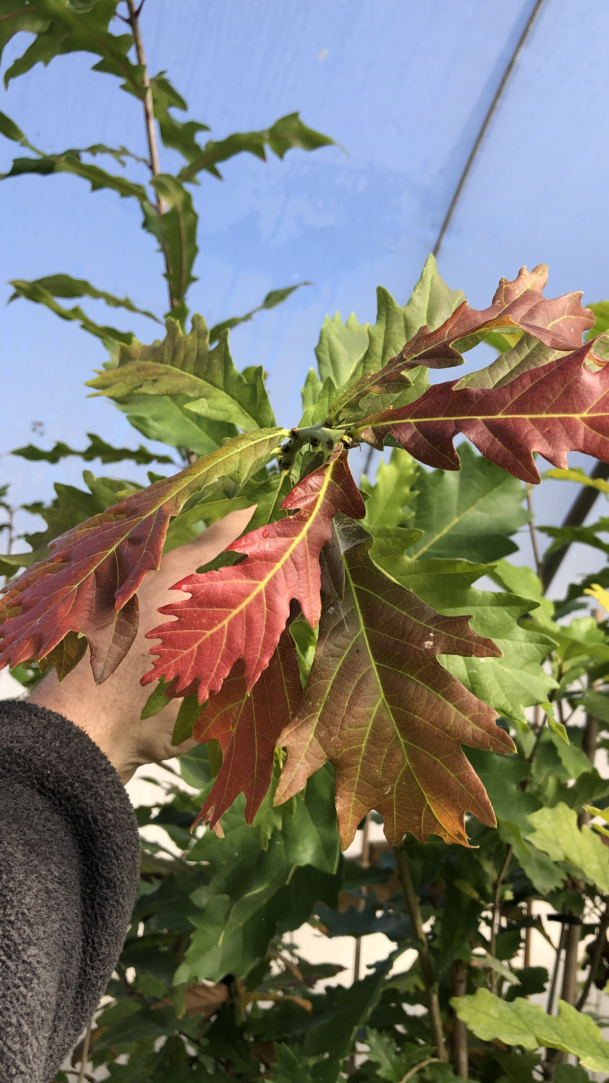 Hand & Leaves โ Dayton, OH โ AAA Tree and Landscaping