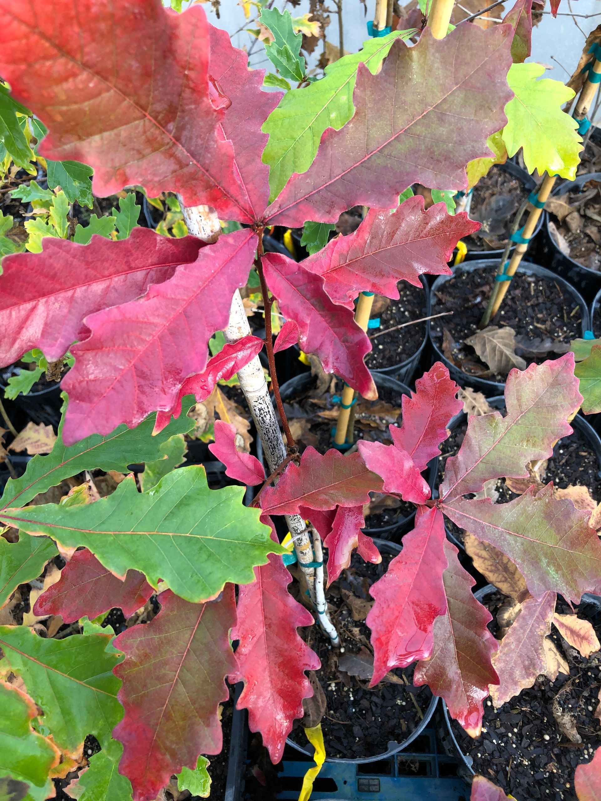 Maroon Leaves โ Dayton, OH โ AAA Tree and Landscaping
