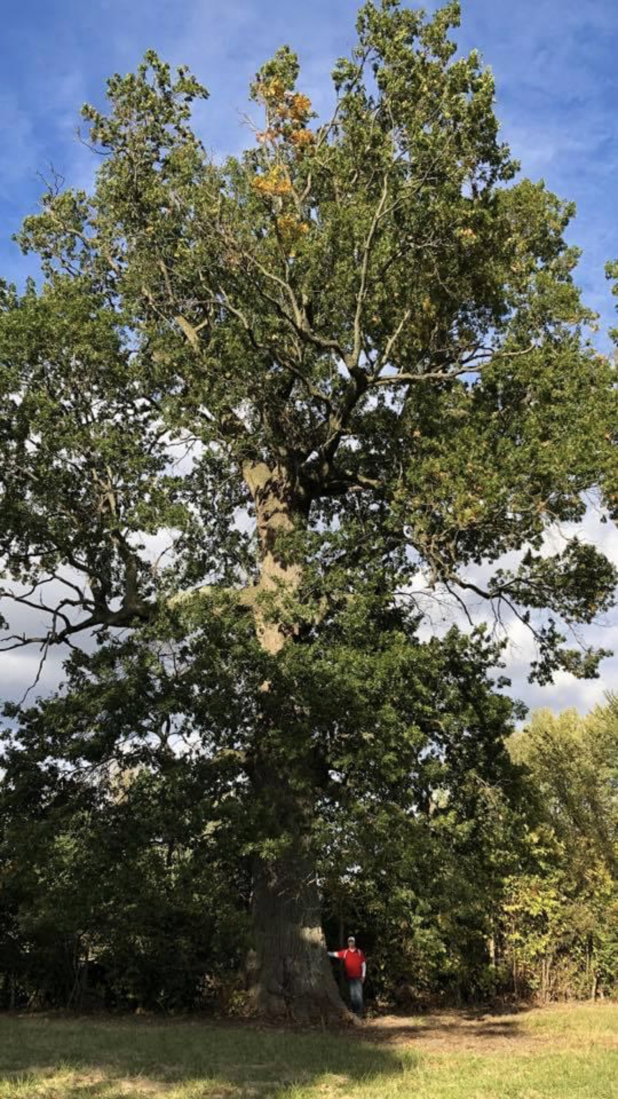 Green Tree โ Dayton, OH โ AAA Tree and Landscaping
