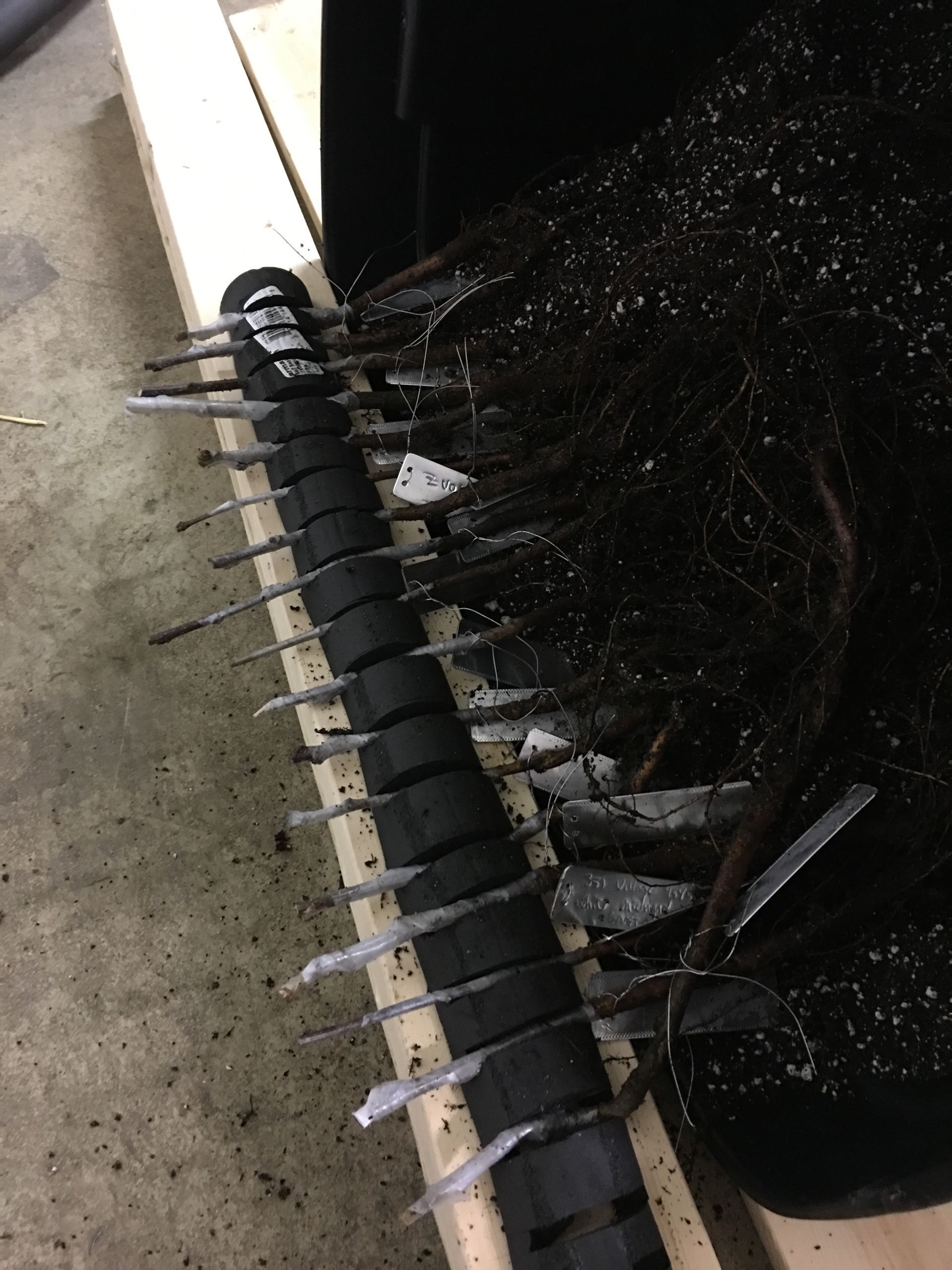 Black Plant โ Dayton, OH โ AAA Tree and Landscaping