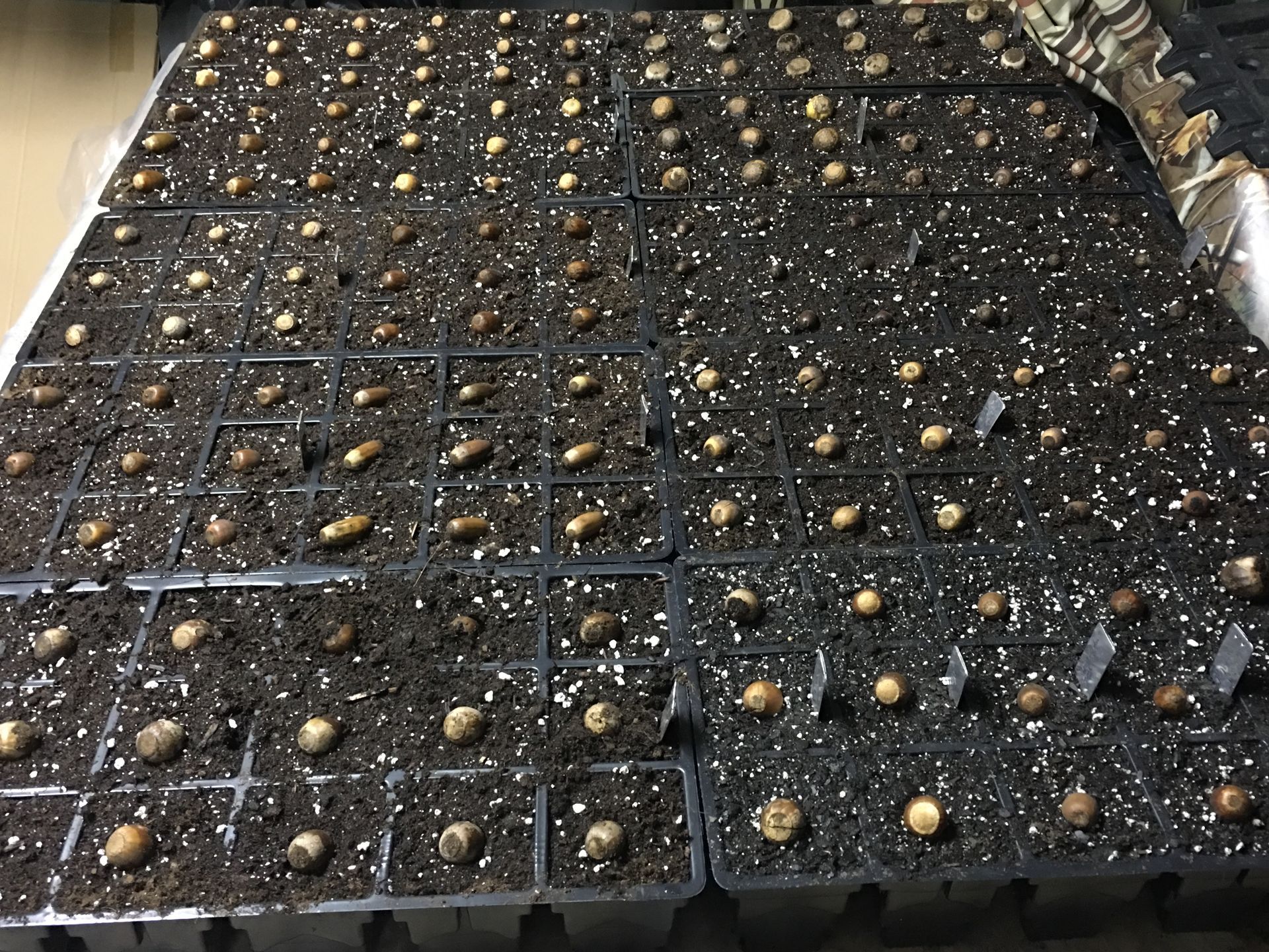 Seeds โ Dayton, OH โ AAA Tree and Landscaping