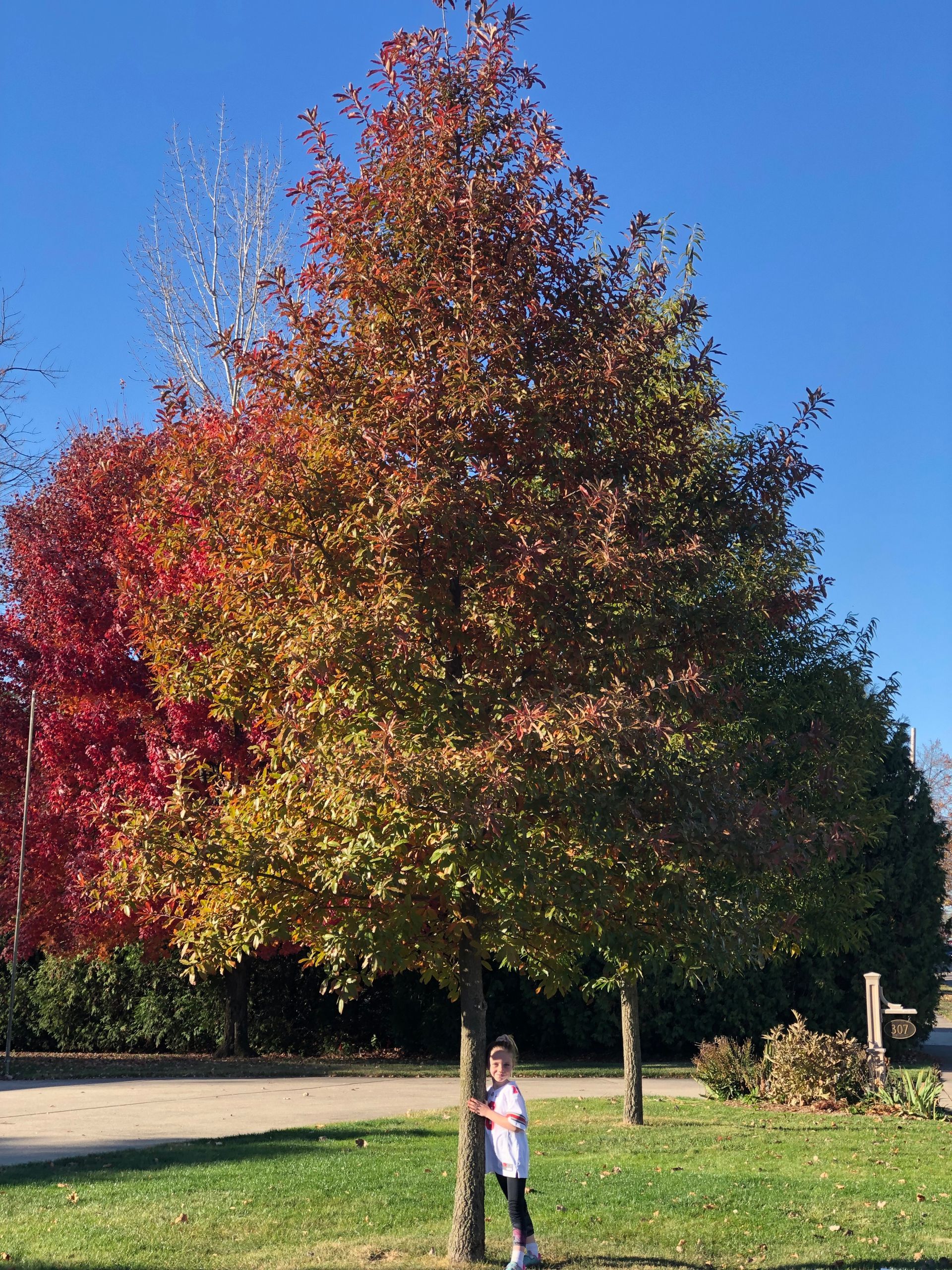 Person standing next to a tree with colorful autumn leaves. Green grass and blue sky are in the background.