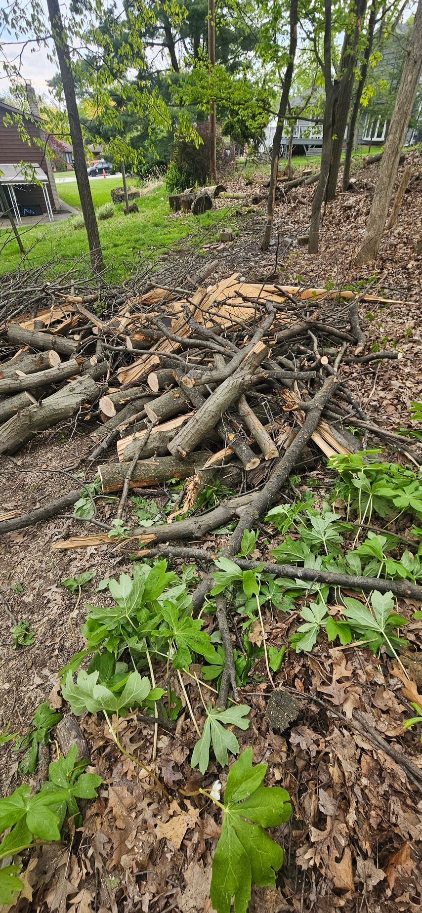 Piled cut tree branches and logs in a wooded yard with green plants and leaf litter
