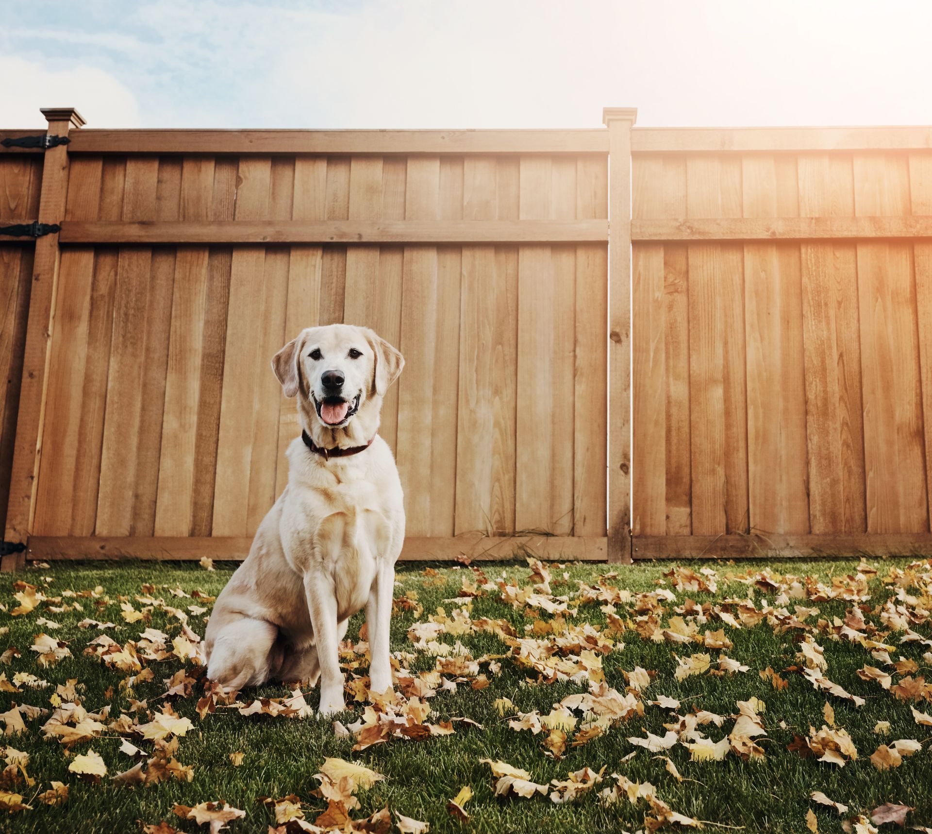 A white dog sits in a leaf-covered yard in front of a wooden fence. A white dog sits in a leaf-covered yard in front of a wooden fence.