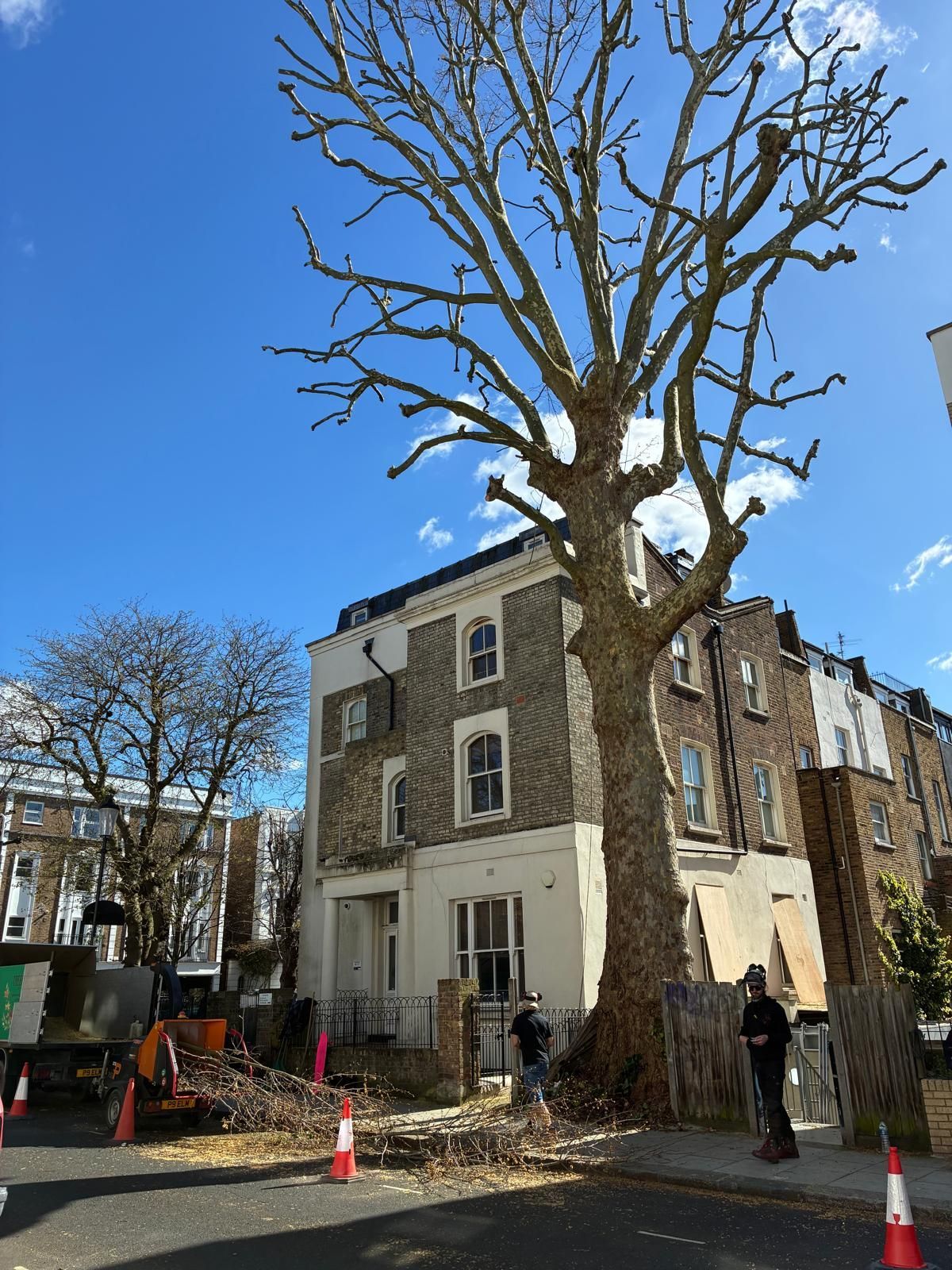 Tree surgeon working at a top of a tree in London