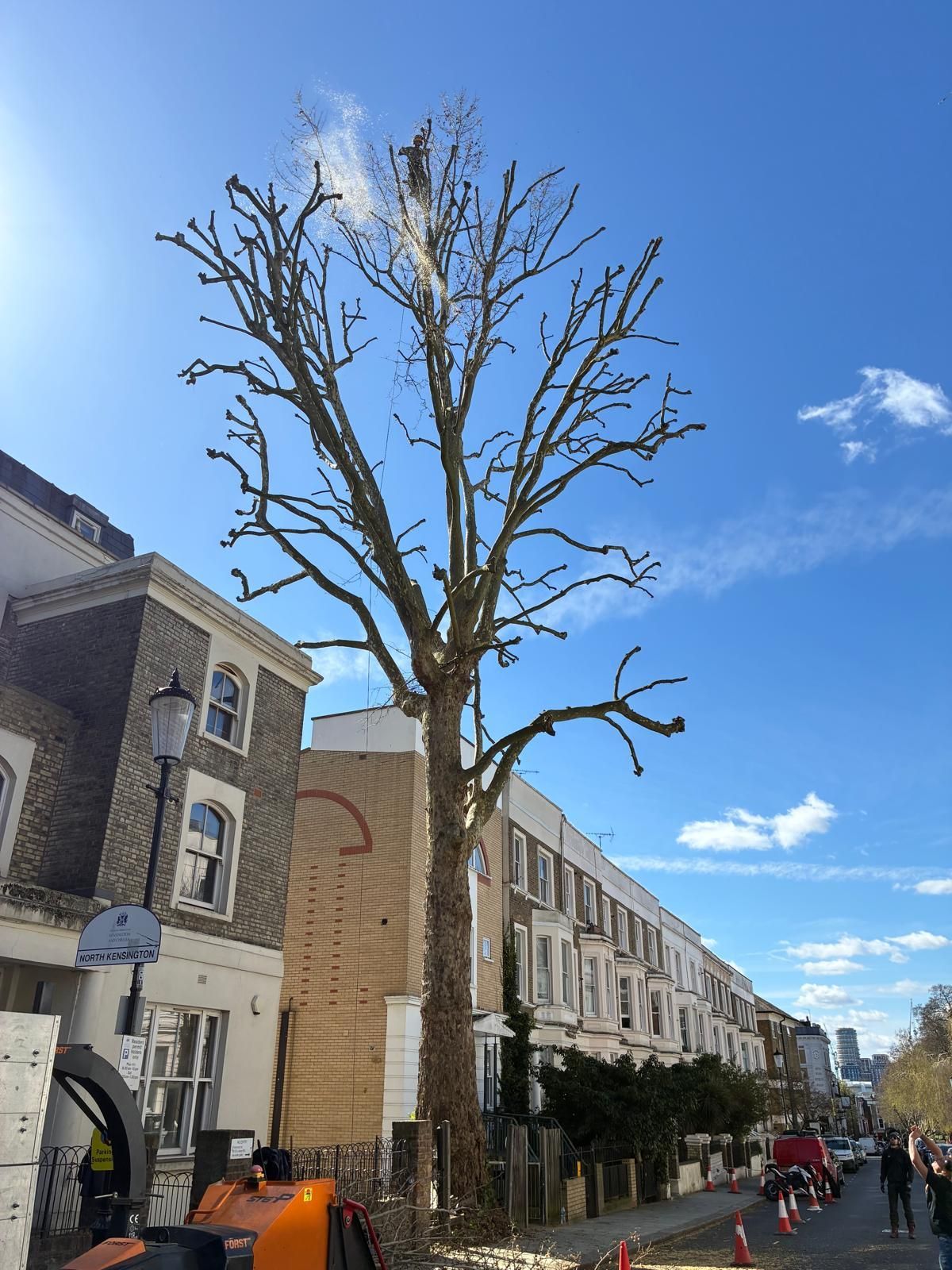 Tree surgeon working at the top of a tree in London