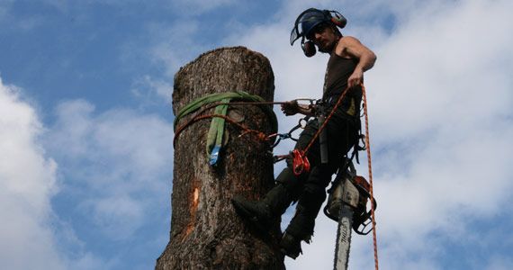 Arborist cuts a tall tree trunk, secured by ropes, wearing a helmet and gear. Blue sky and clouds.