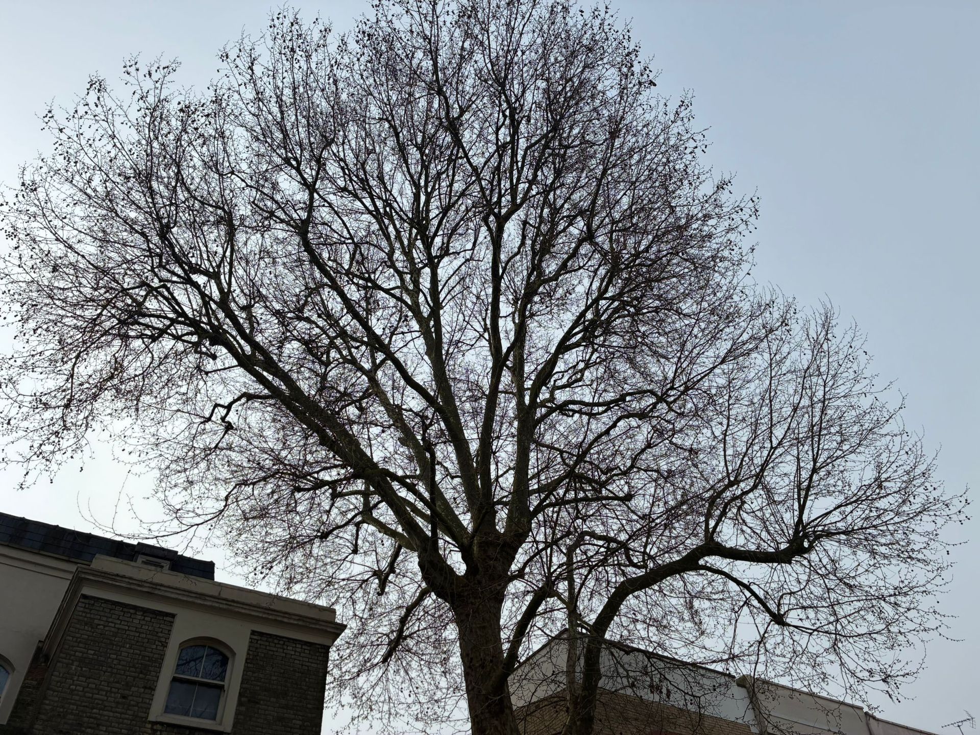 Tree surgery in Notting Hill Gate