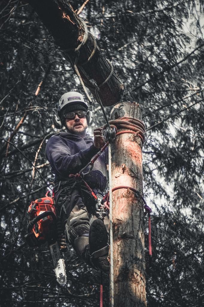 Arborist in a tree, cutting a limb with a chainsaw. Wearing safety gear. Forest setting.