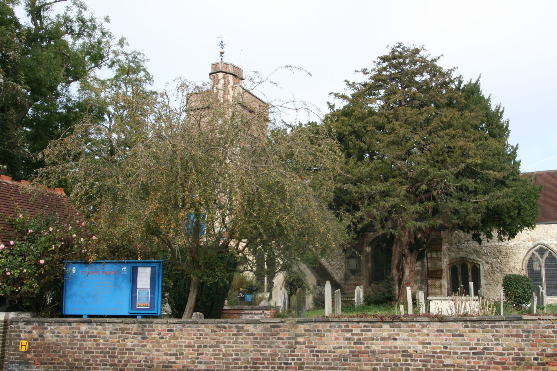 Pruning of a Yew tree in St Marys Church Barnes, London SW13