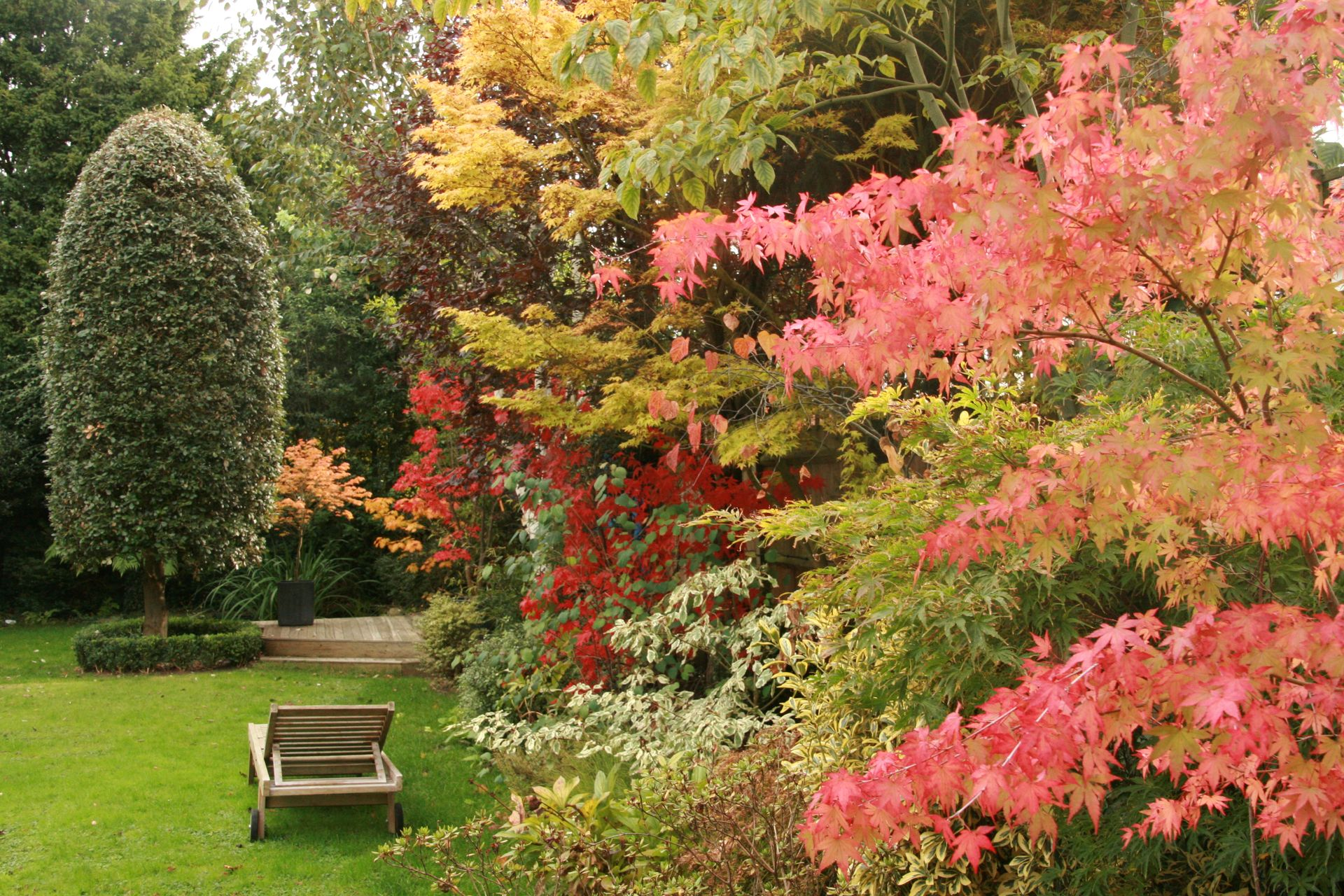 Autumn Colours of Japanese Maples London W4