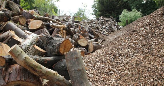 Pile of cut logs and wood chips outdoors near green foliage.
