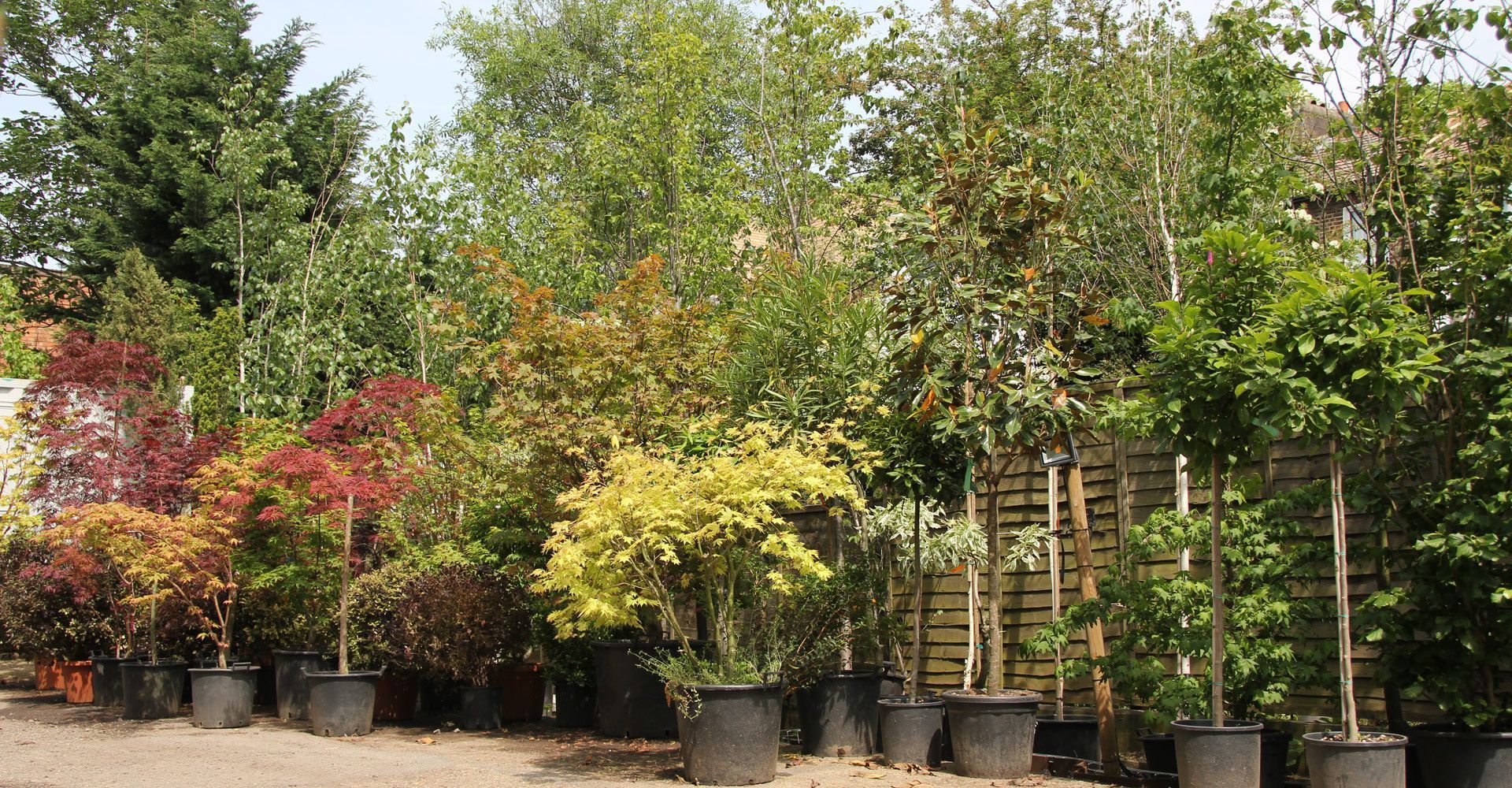 Row of potted trees with various foliage colors at a nursery.