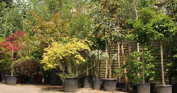 Trees in black pots line up at a garden center, variety of sizes and foliage.