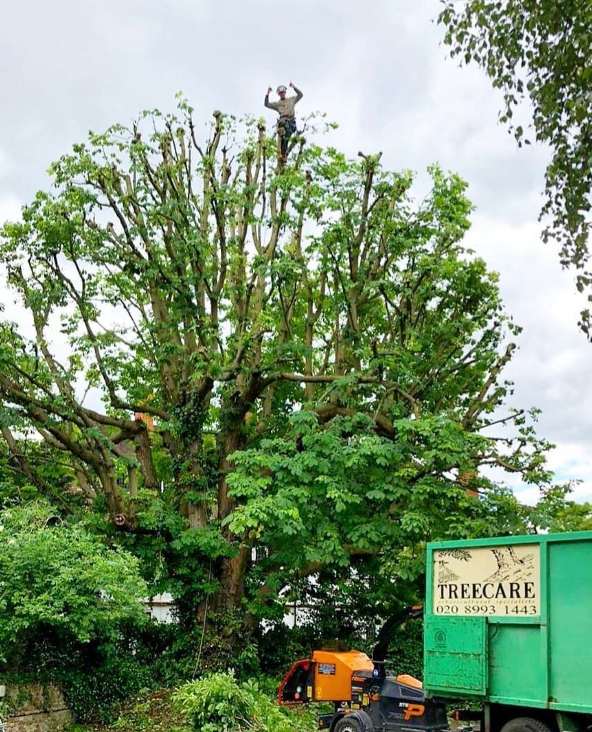 Tree surgeon form Treecare Ltd at the top of a tree in London