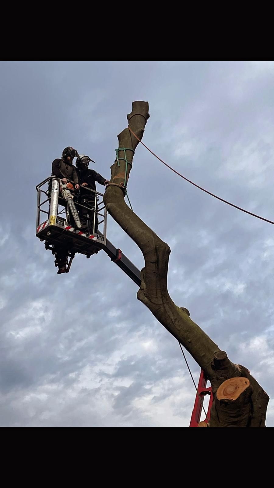 Worker in a bucket lifts toward a tree trunk being cut against a cloudy sky.