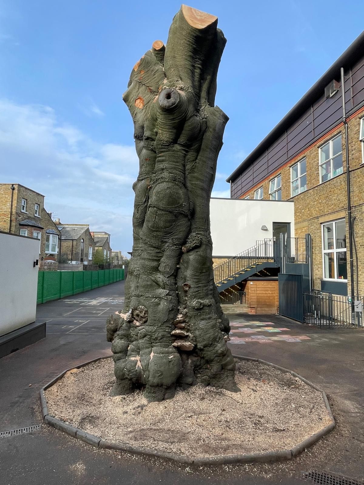 Dead tree tree removal in Clapham London