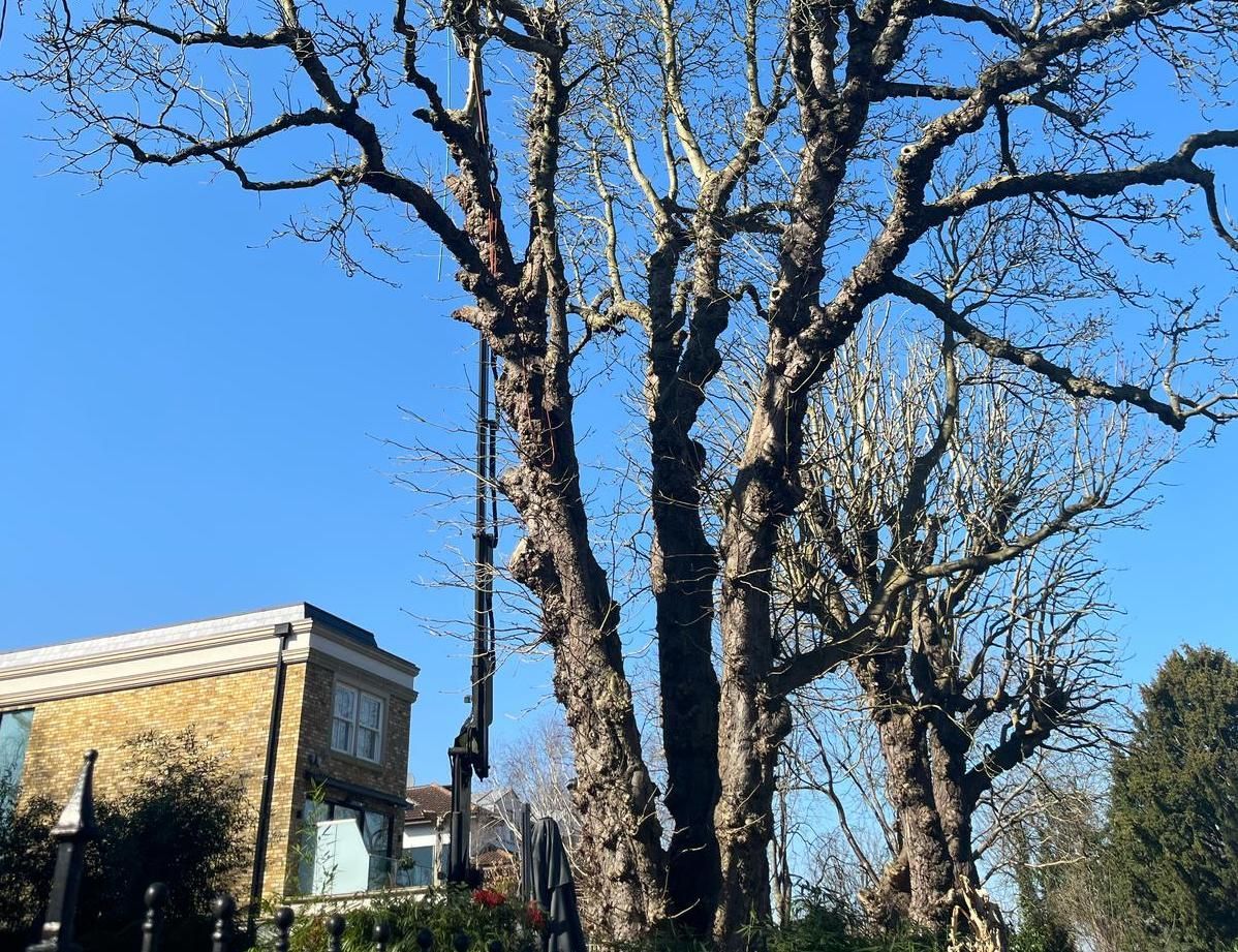 Tall leafless trees beside a brick building under a bright blue sky.