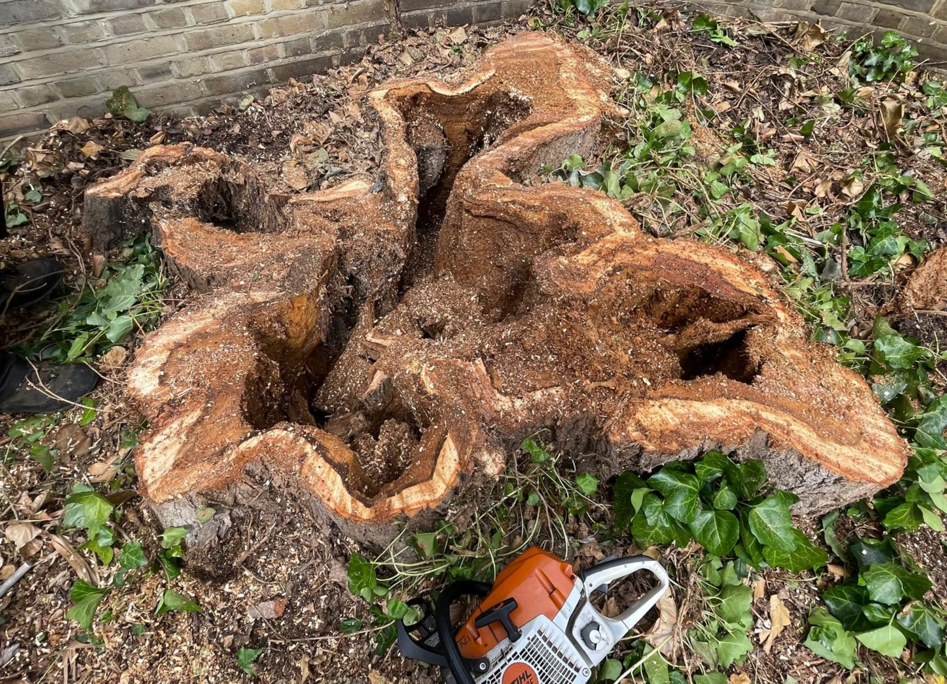 Stump of a large tree with chainsaw, sawdust, and ivy.