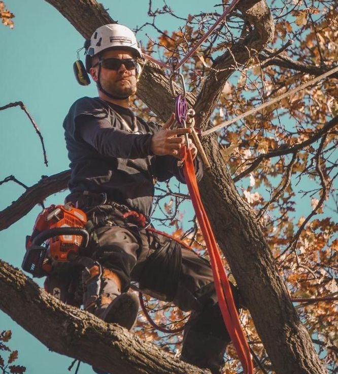 Arborist in tree, wearing safety gear, working with ropes and a chainsaw.