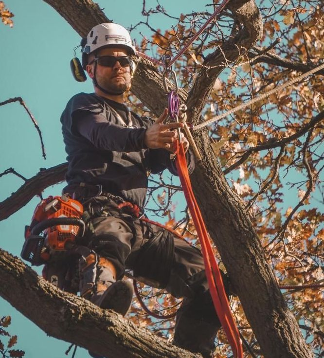 Arborist in a tree, wearing a helmet and safety gear, working with ropes and a chainsaw.