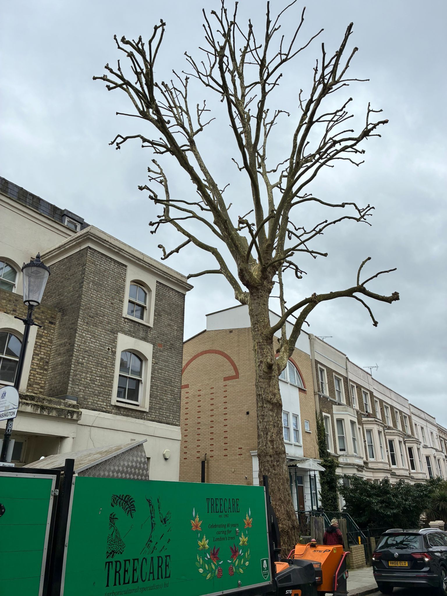 Tree surgery in Notting Hill Gate