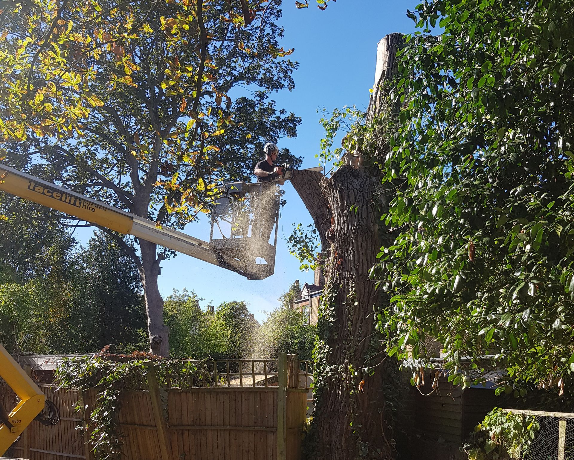 Tree surgeon working in Hampstead London