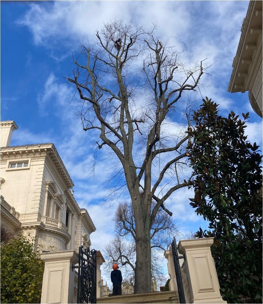 Tree reduction Regents Park London 