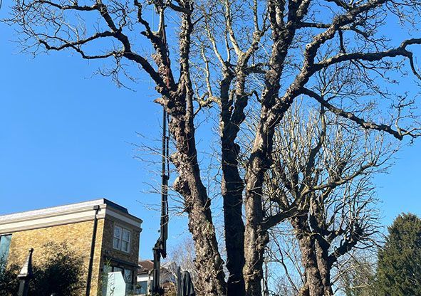 Leafless trees against a blue sky beside a brick building