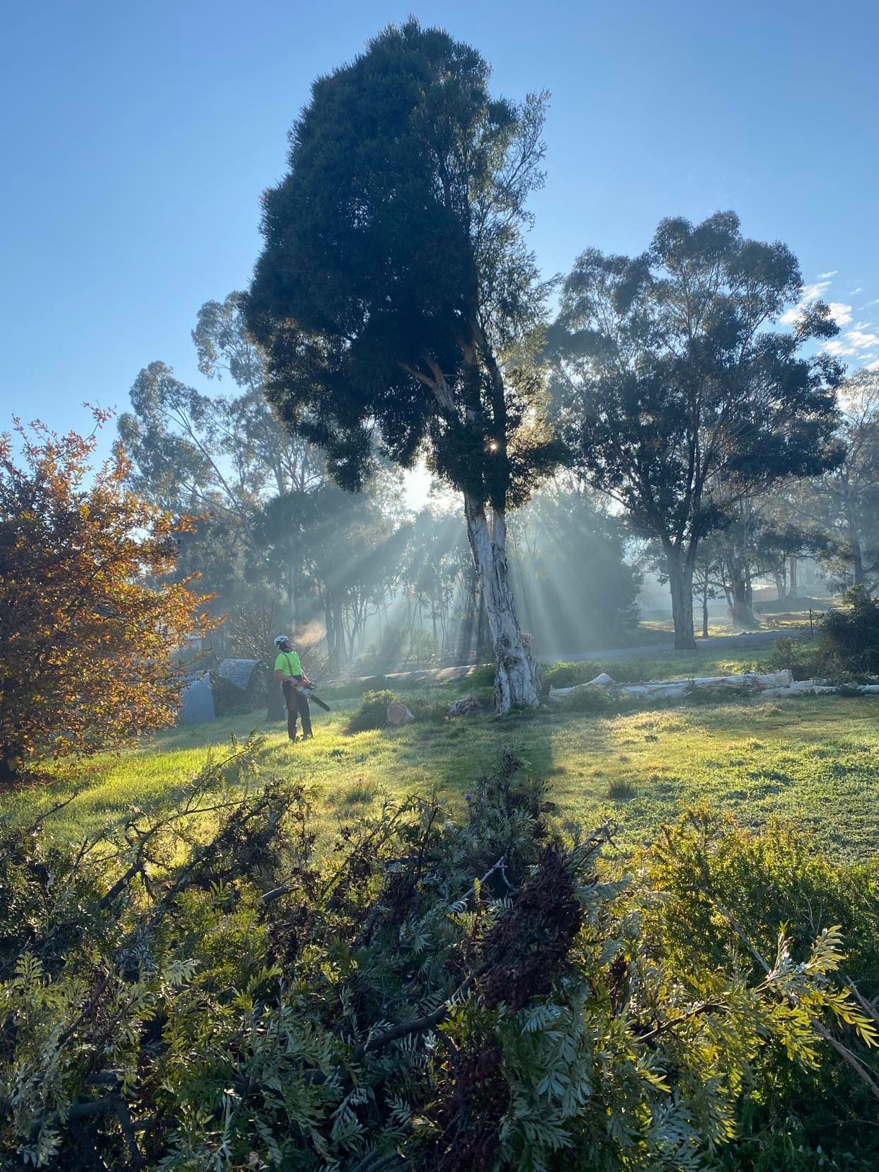 Tall Trees — Whiteheads Creek, VIC — Harry's Cut'N Chip Tree Services Tall Trees — Whiteheads Creek, VIC — Harry's Cut'N Chip Tree Services
