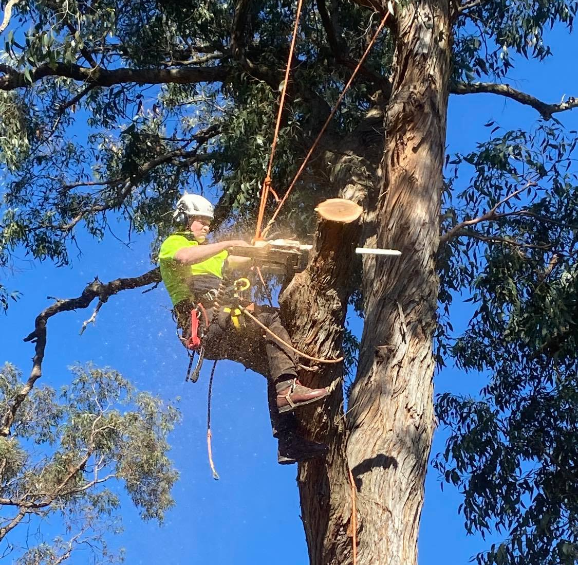 Tree Removal — Whiteheads Creek, VIC — Harry's Cut'N Chip Tree Services