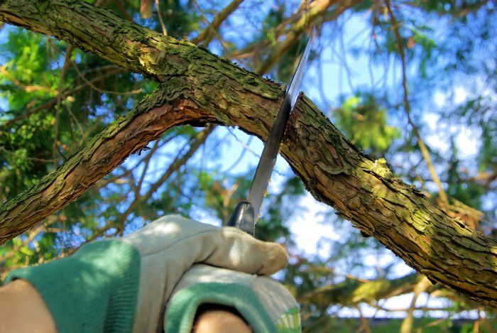 Tree Lopping — Whiteheads Creek, VIC — Harry's Cut'N Chip Tree Services