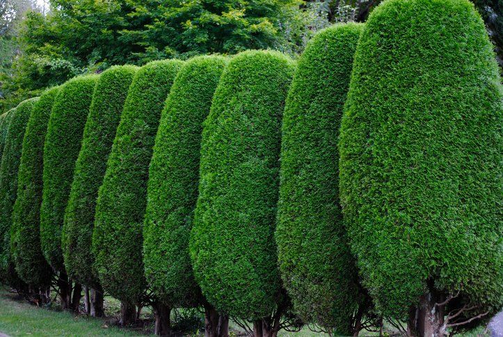 Hedging — Whiteheads Creek, VIC — Harry's Cut'N Chip Tree Services