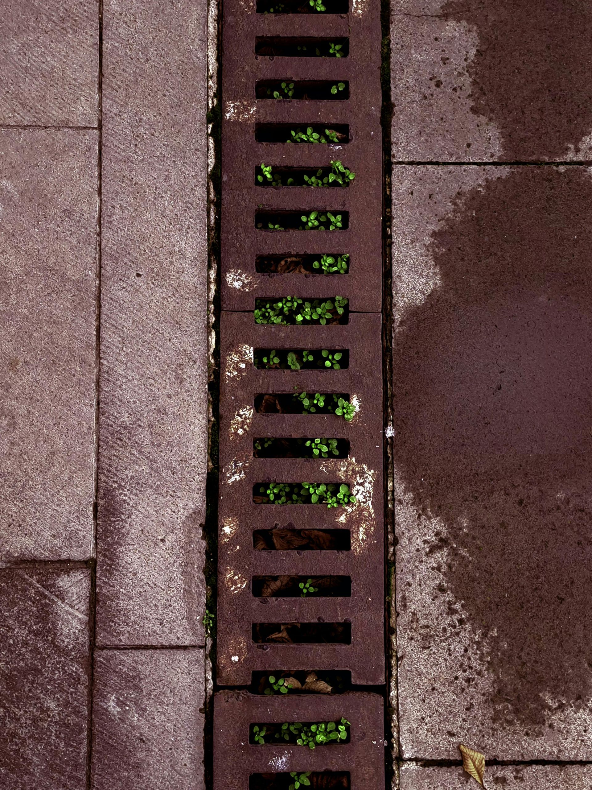 Brown brick wall with a narrow metal drain grate and green moss or debris inside