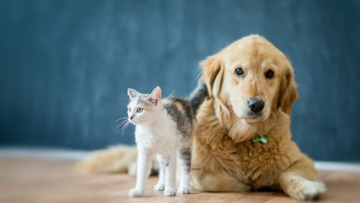 Pets during a home move representing MovePro pet-friendly moving services in Fort Wayne