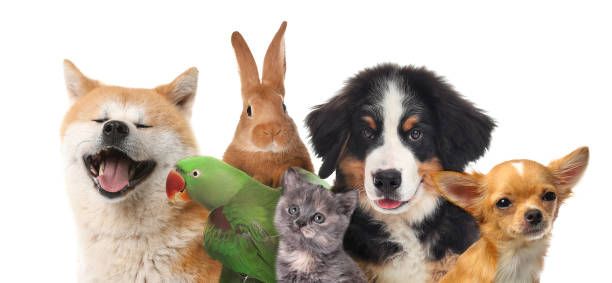 Family pets during relocation representing MovePro careful and compassionate moving services