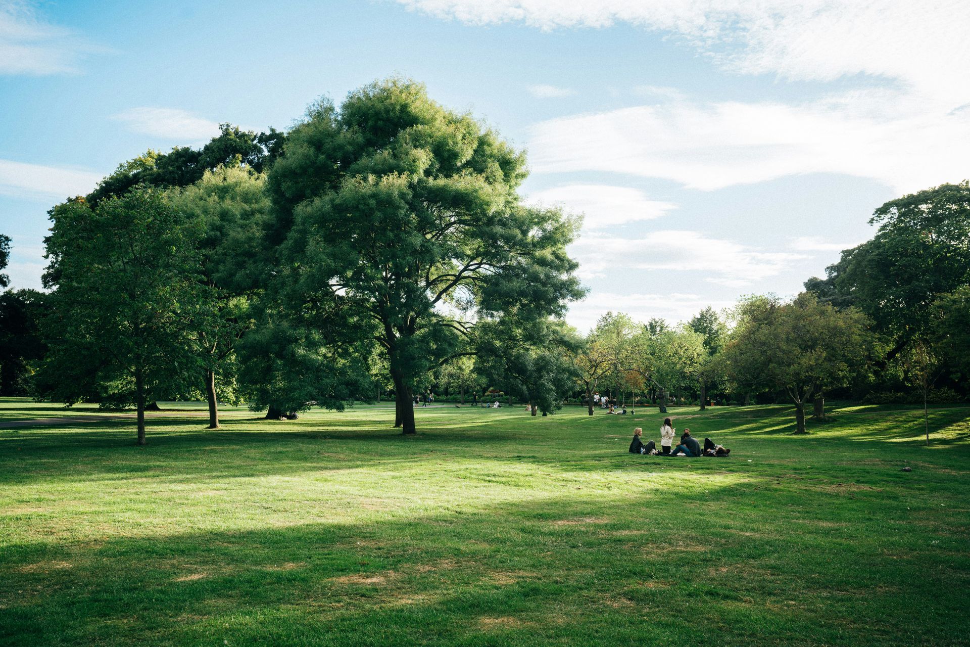 Sunny park with large green trees, open grass, and a small group sitting in the distance.