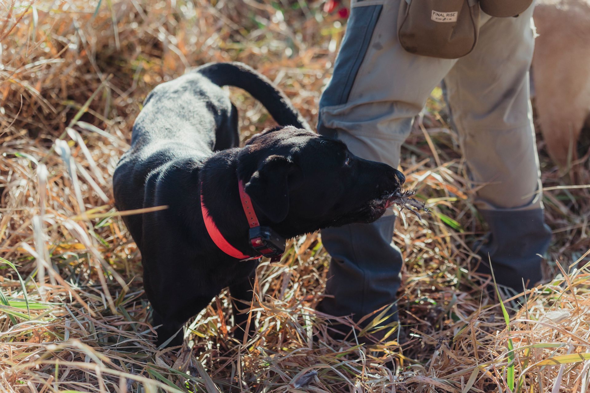 South Dakota Pheasant Hunting Guide & Outfitter