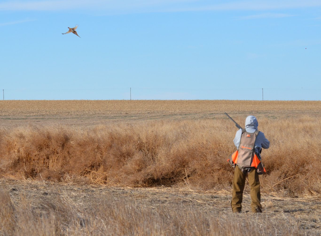 pheasant hunting in South Dakota with lodging