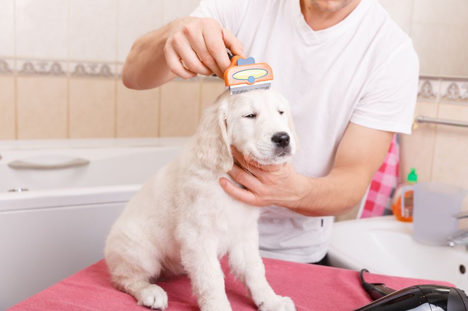uomo pettina cane