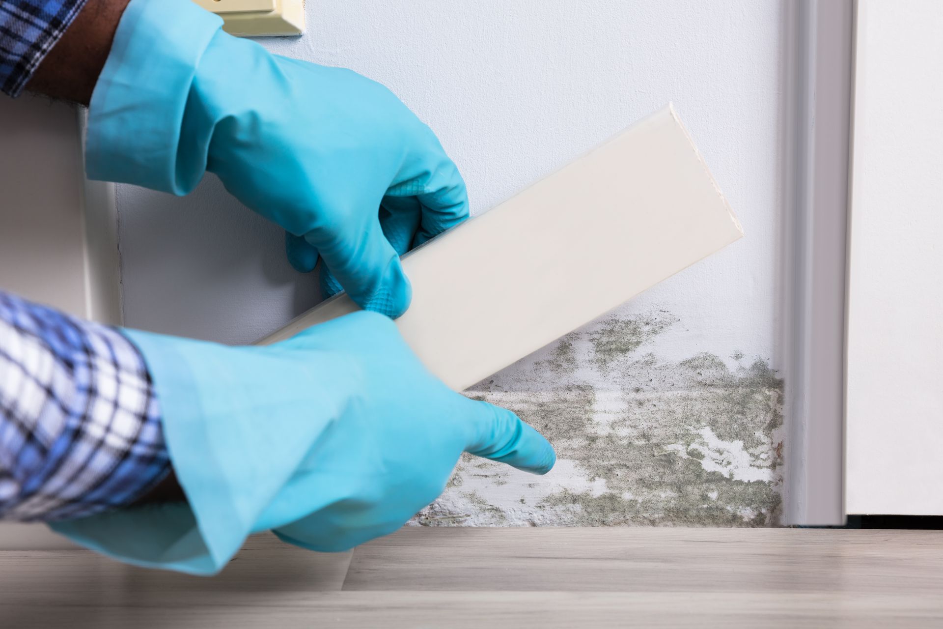 Person in blue gloves scraping mold off a wall with a white tool.