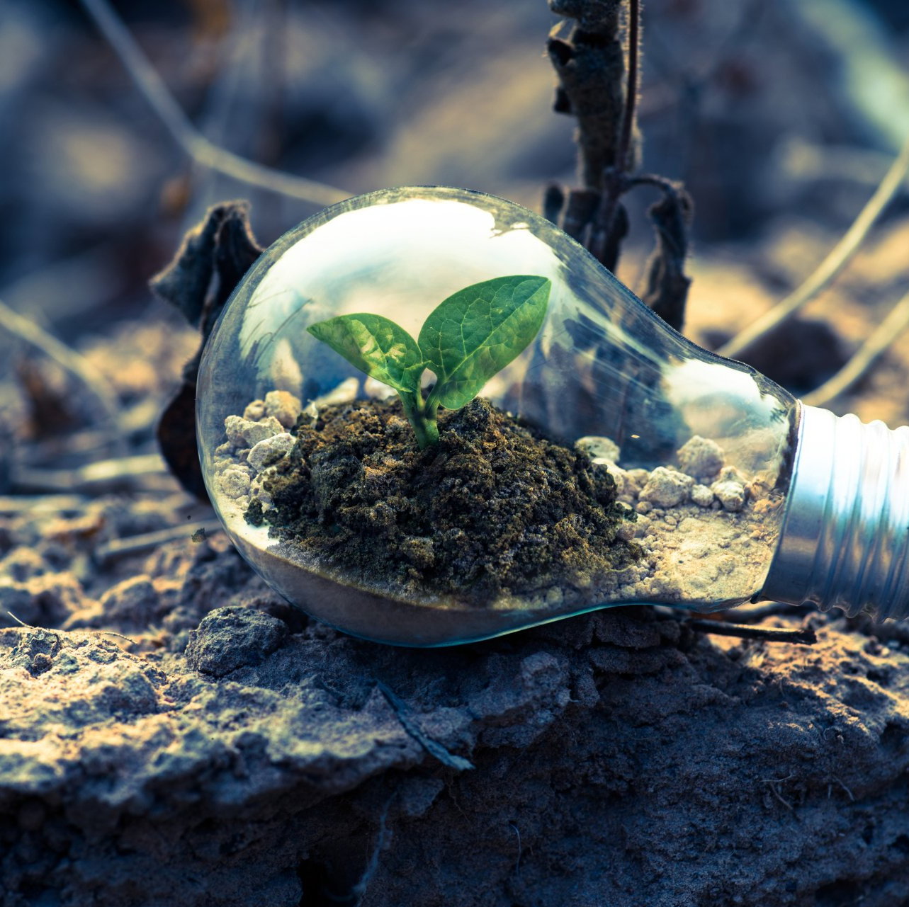 Sustainable Procurement
