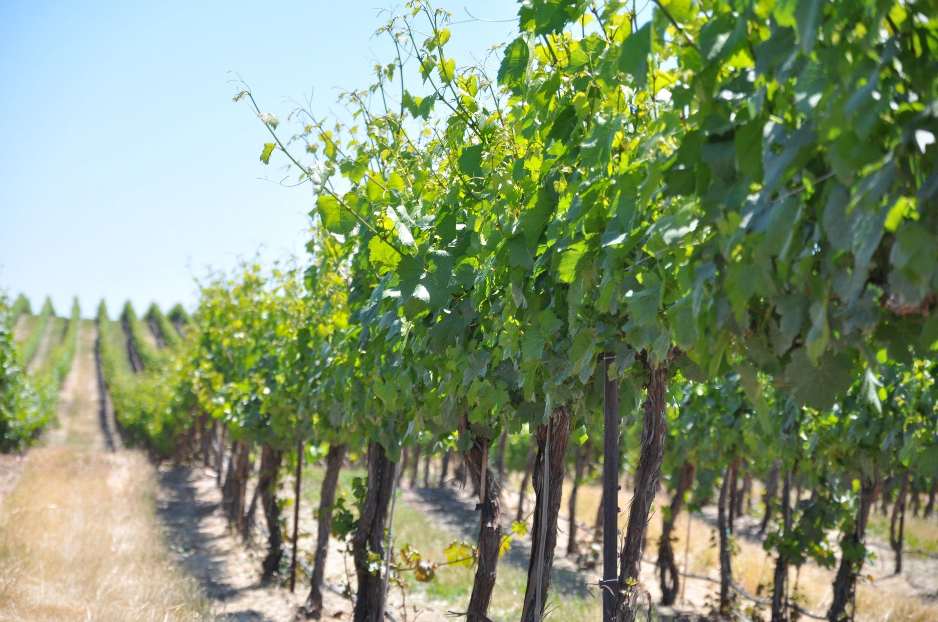dry farmed vineyard Washington