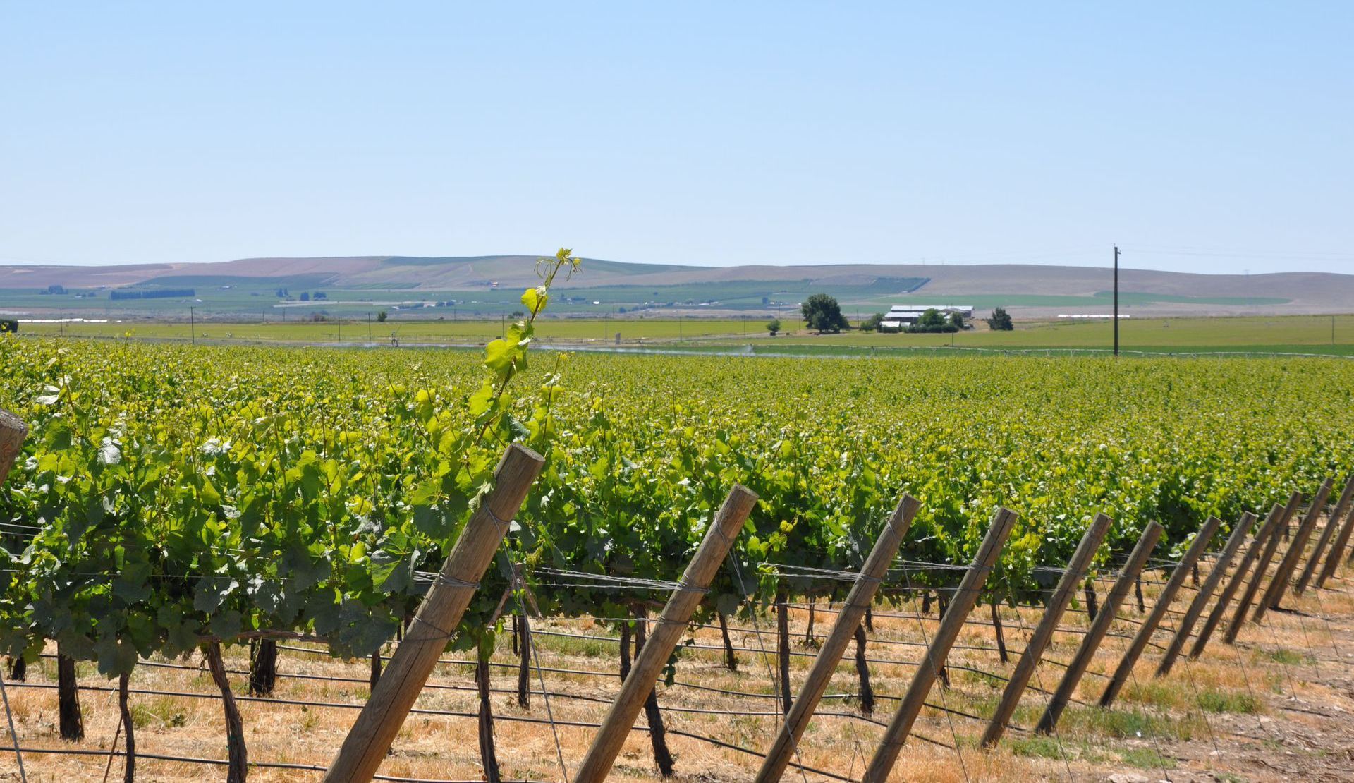 Evergreen Vineyard Washington 