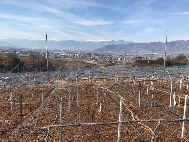 Japan vineyard trellis