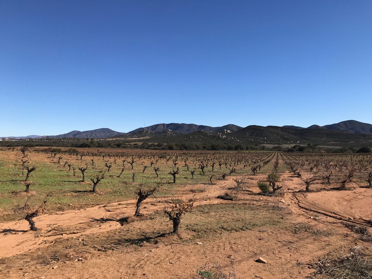 Mexican vineyard