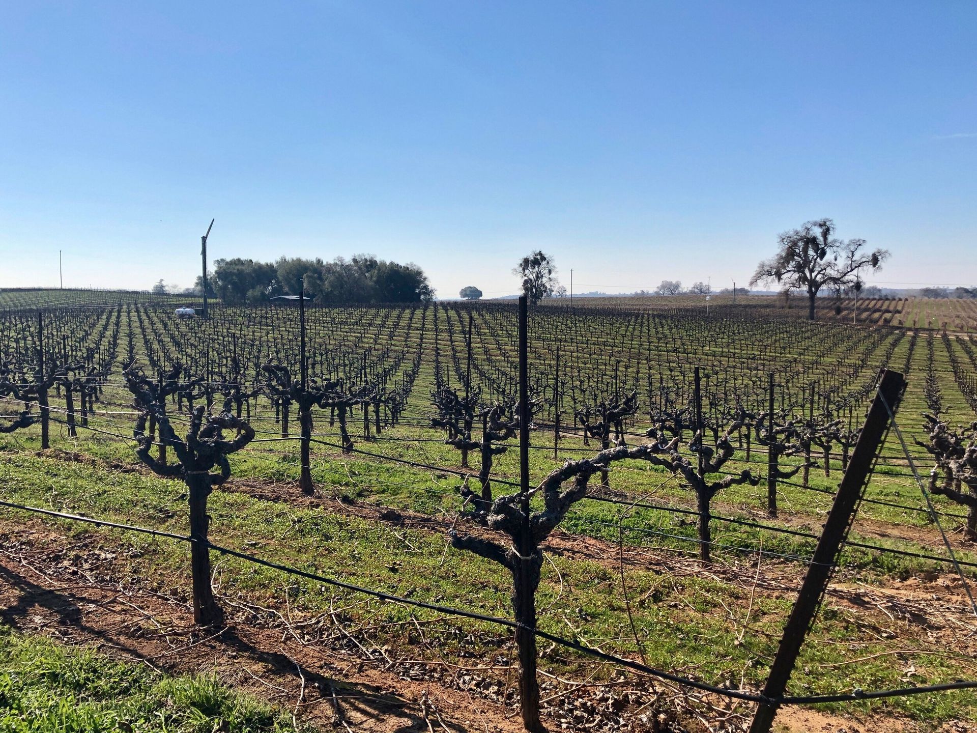 gobelet vineyard