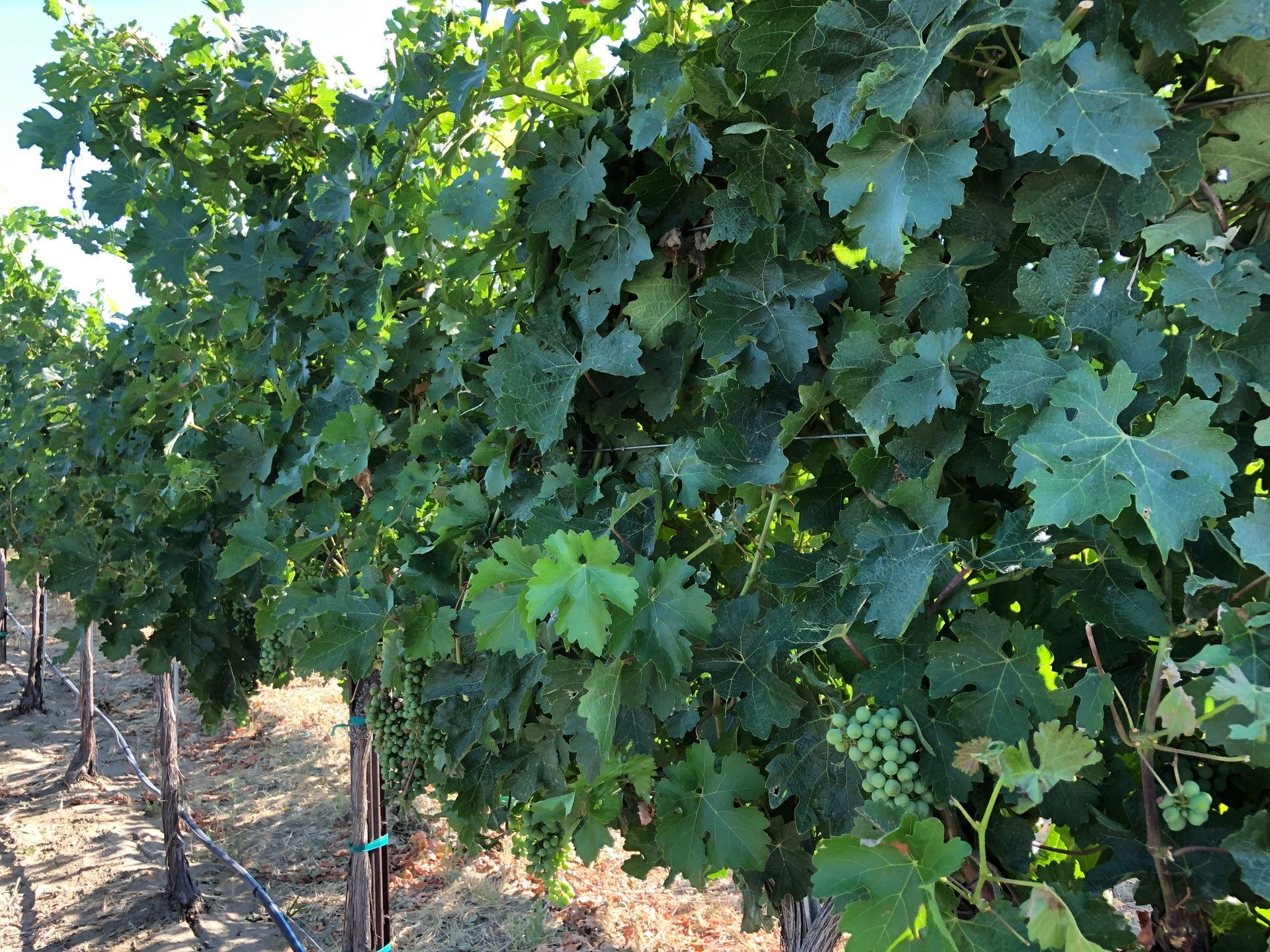 leafy vineyard