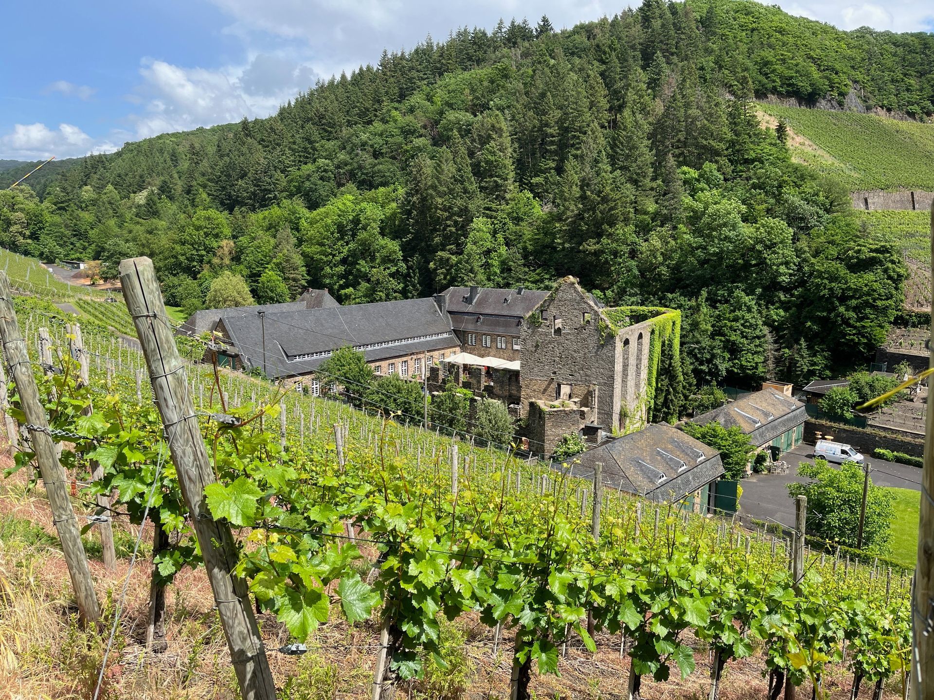 hillside vineyard Ahr Valley Germany